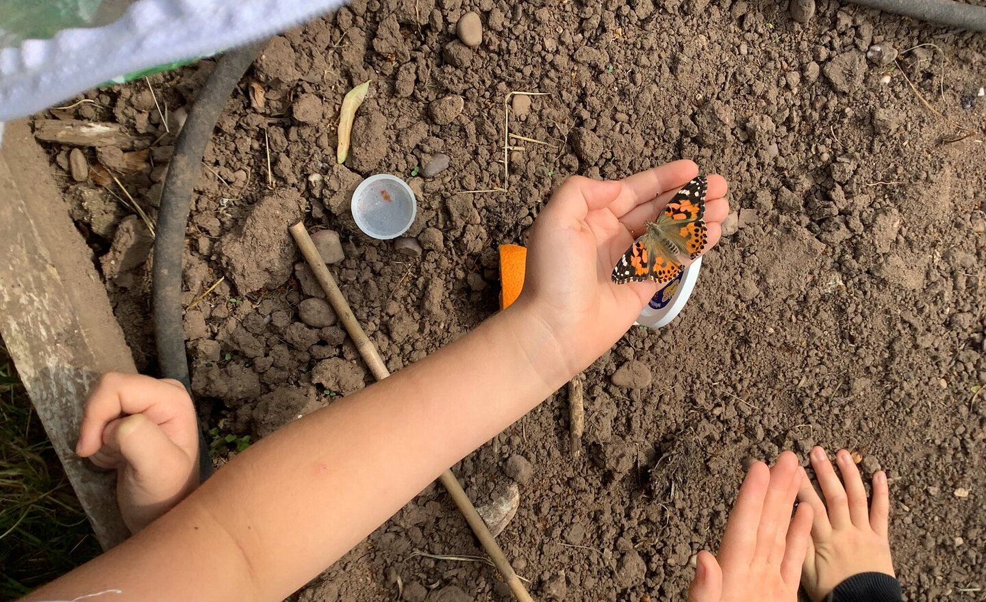 Image of Butterflies