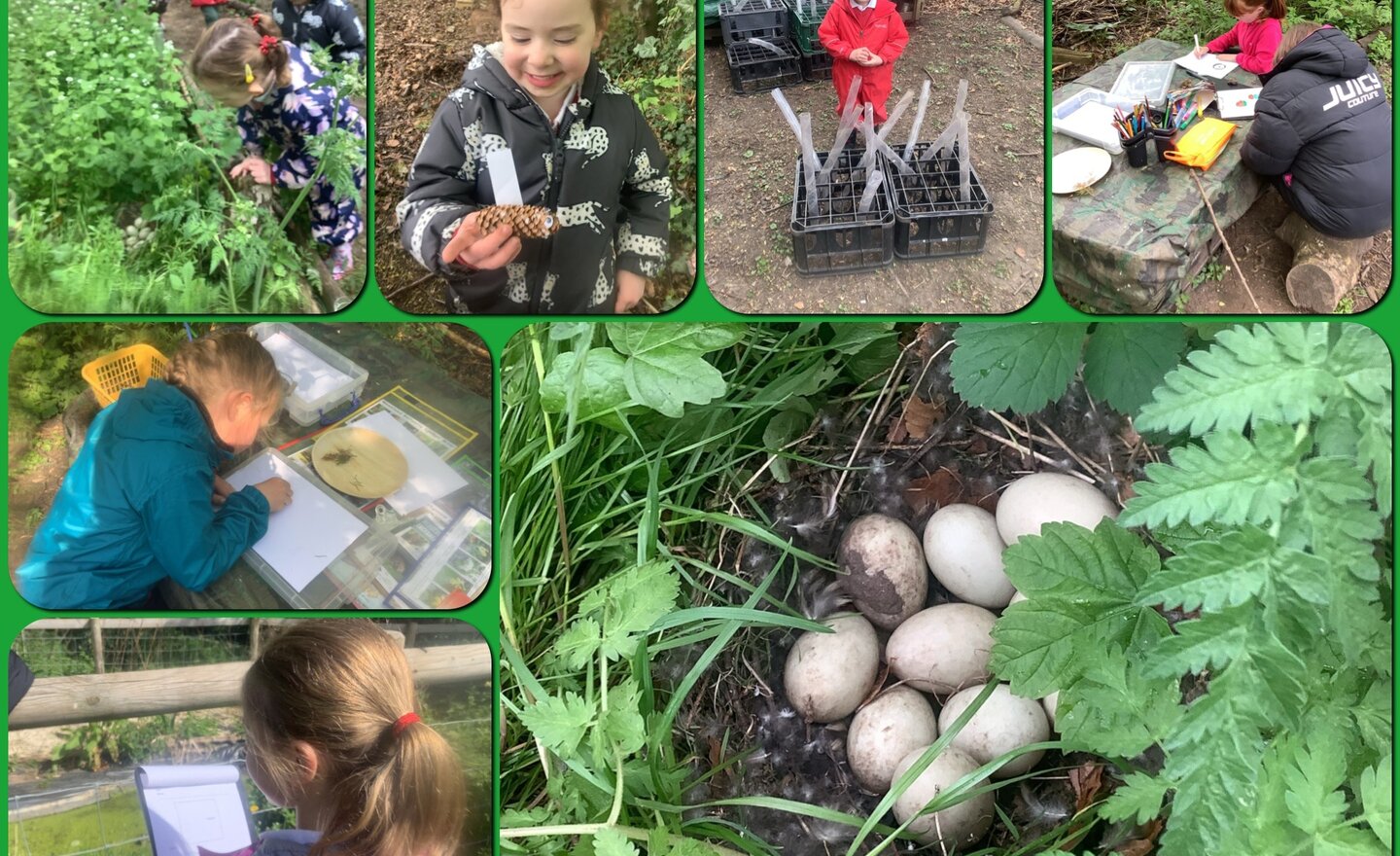 Image of Hedgehogs and ducks!