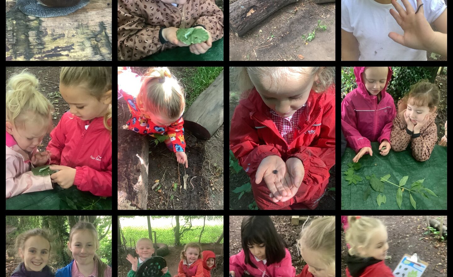 Image of Minibeasts and Leaf Identification 