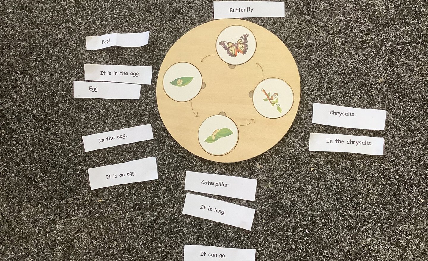 Image of The life cycle of a butterfly.