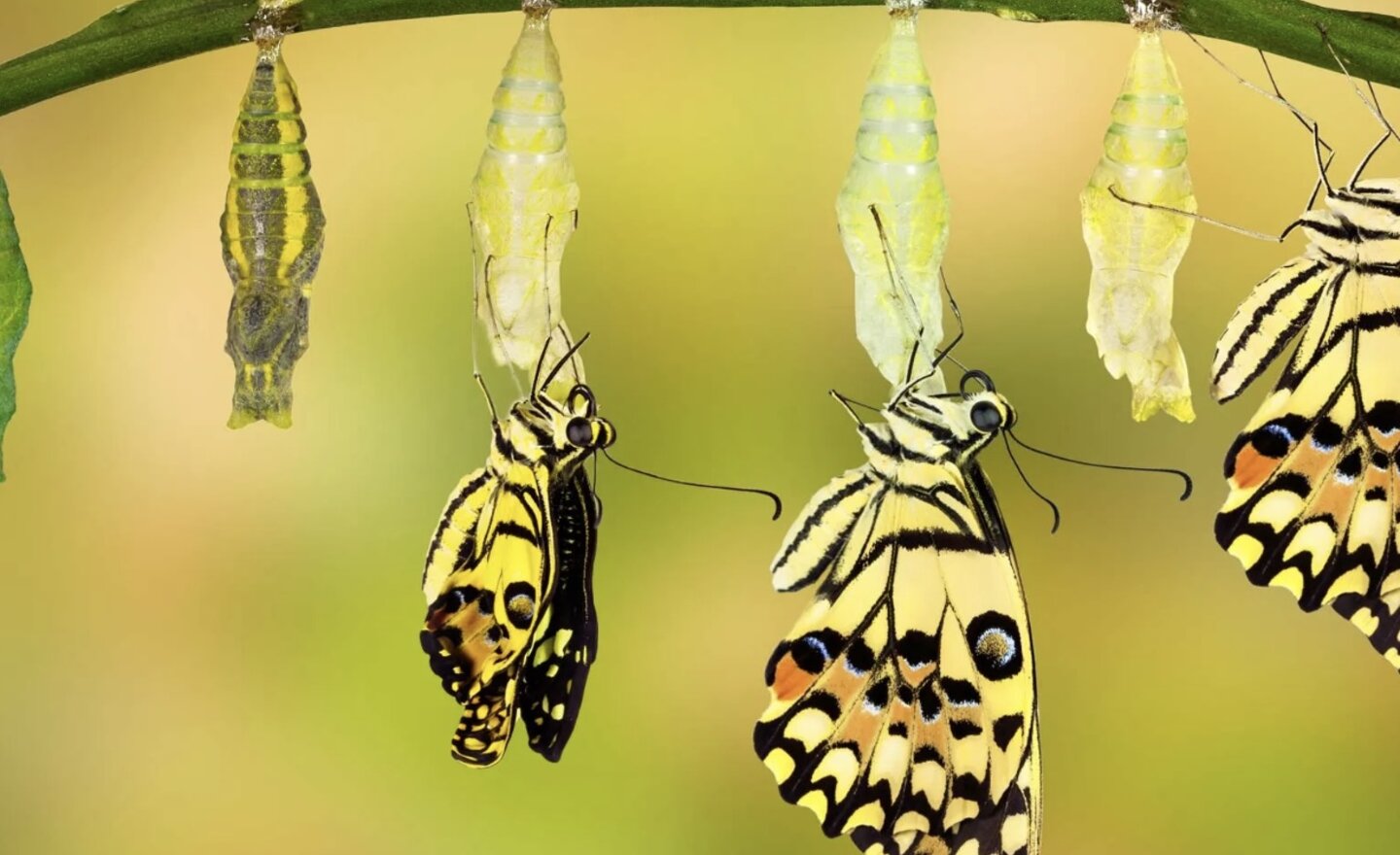 Image of Caterpillars - thank you PTA and Miss Wood!