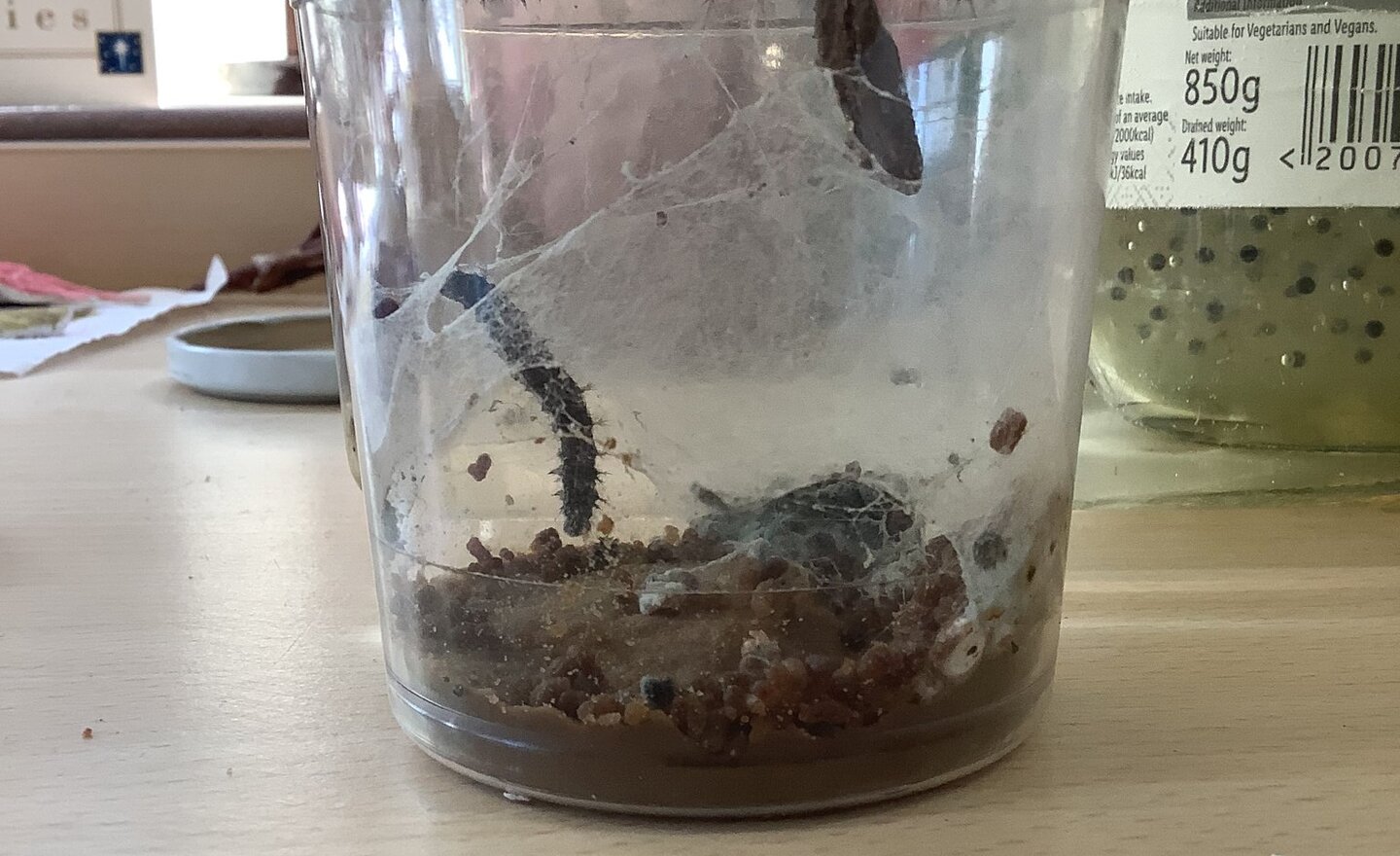 Image of Our caterpillars are transforming!