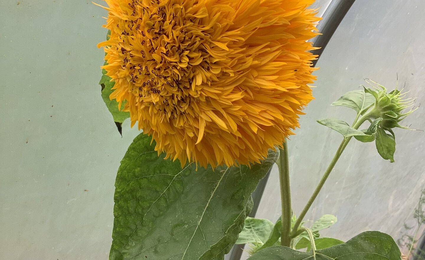 Image of RE: Creation