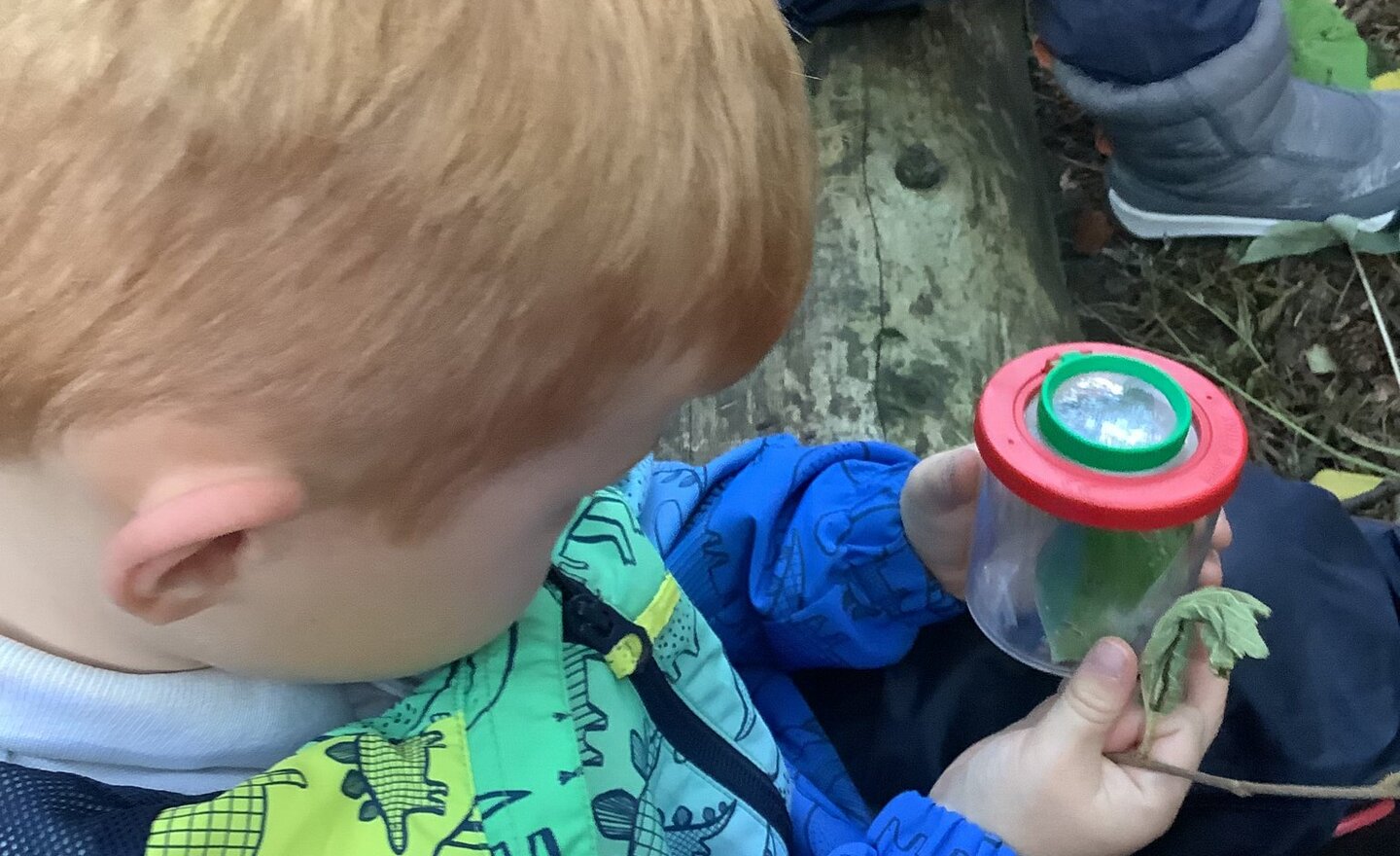 Image of Insect week! We have been finding out about ladybirds.