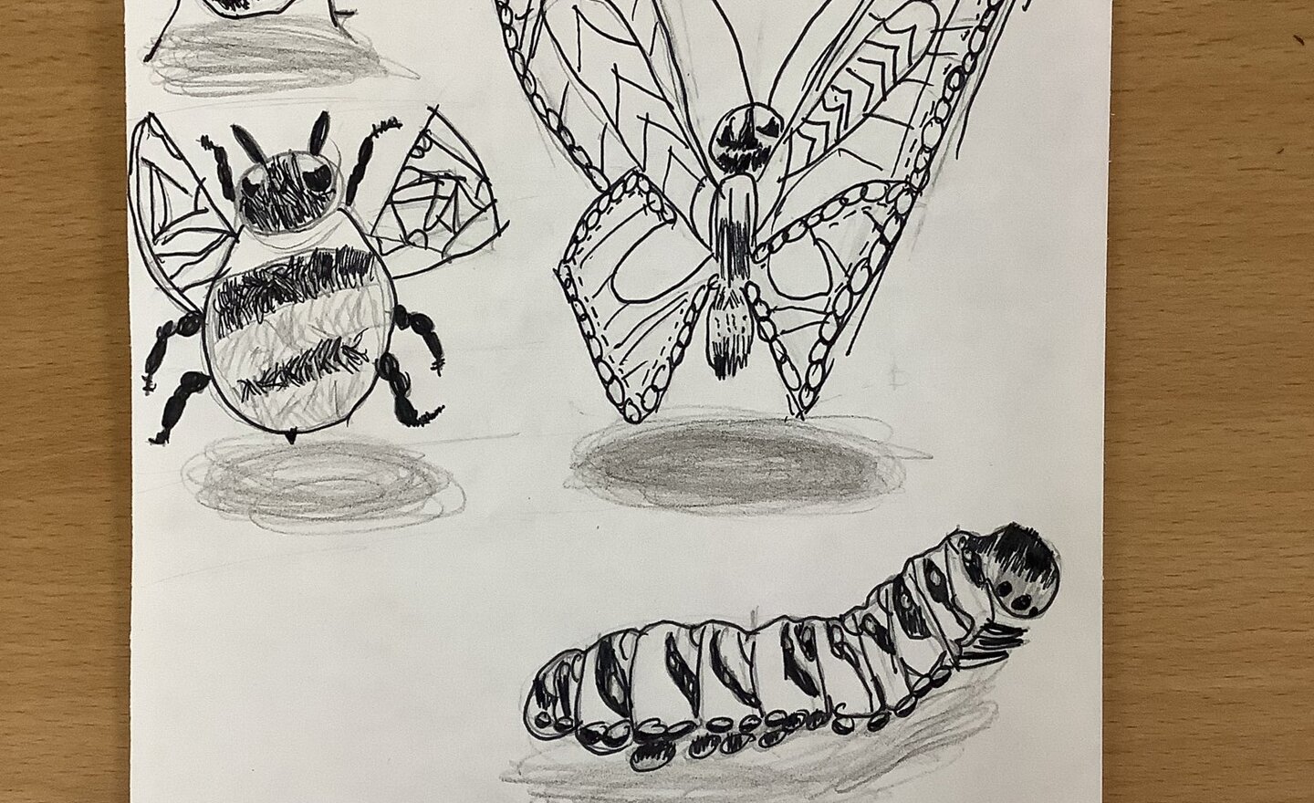 Image of Insect Week