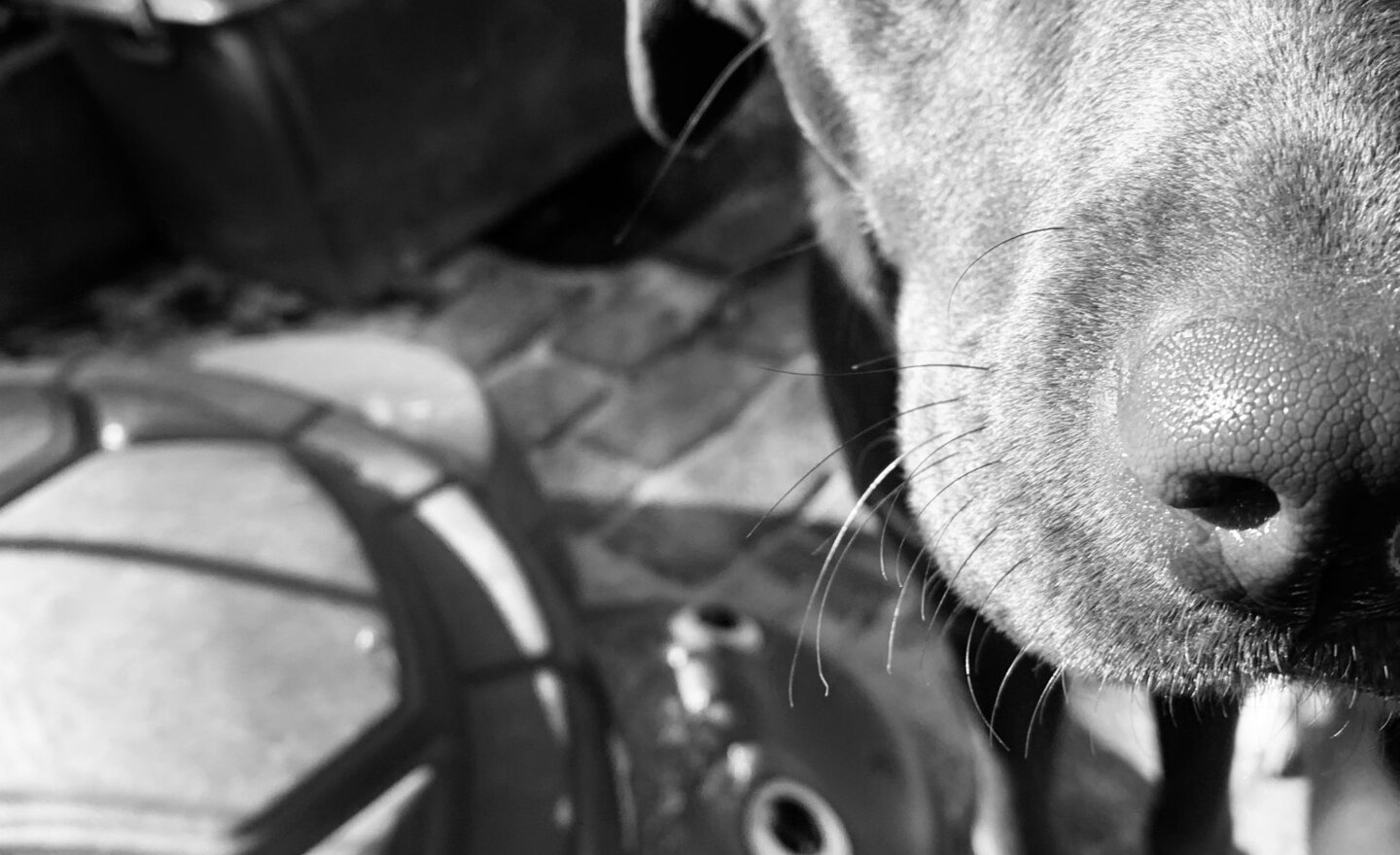 Image of International Guide Dogs Day- Wednesday 29th April 2020