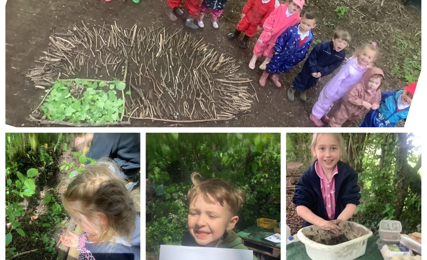 Image of Wildflower seeds and hedgehogs 