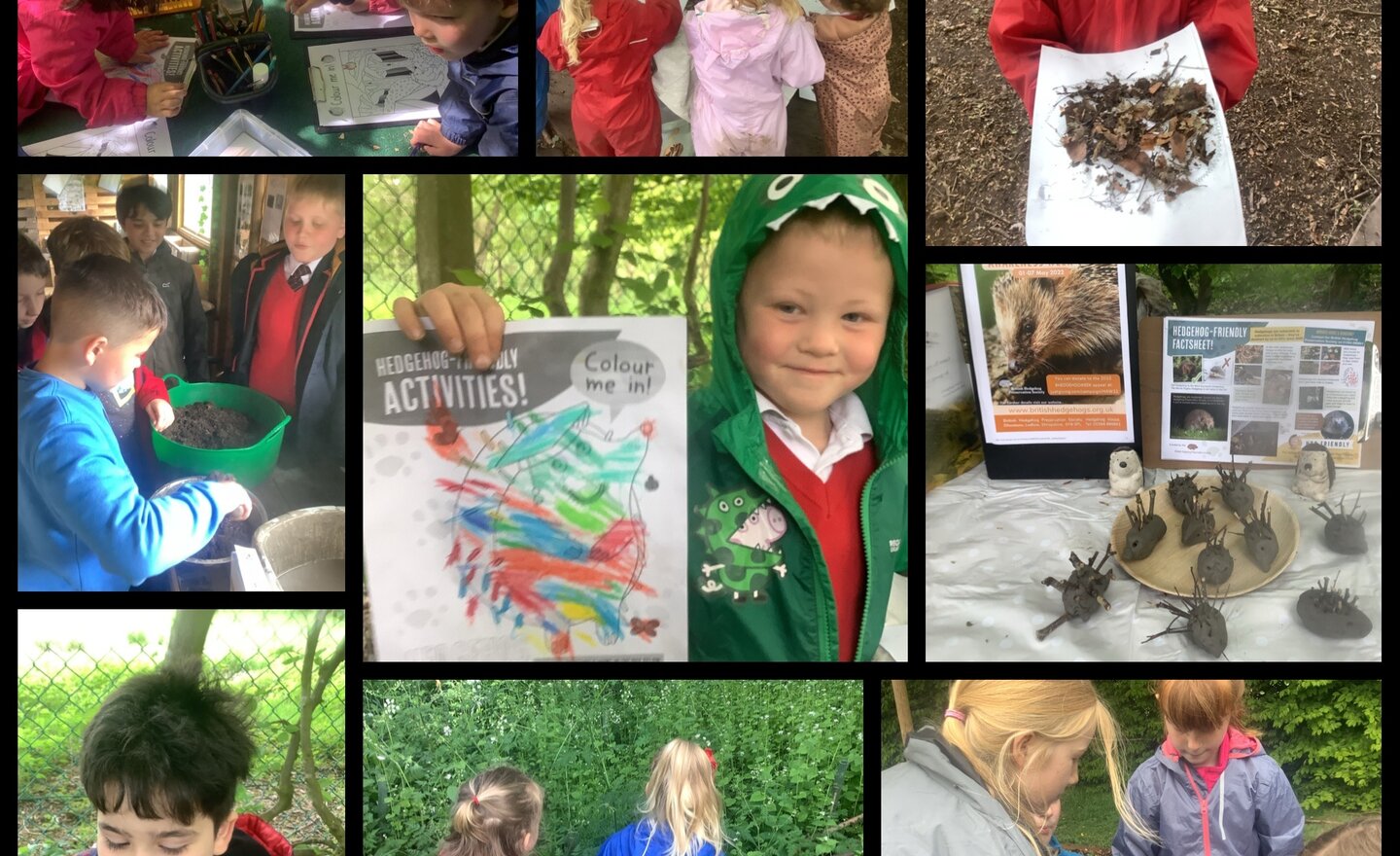 Image of Hedgehog Awareness week