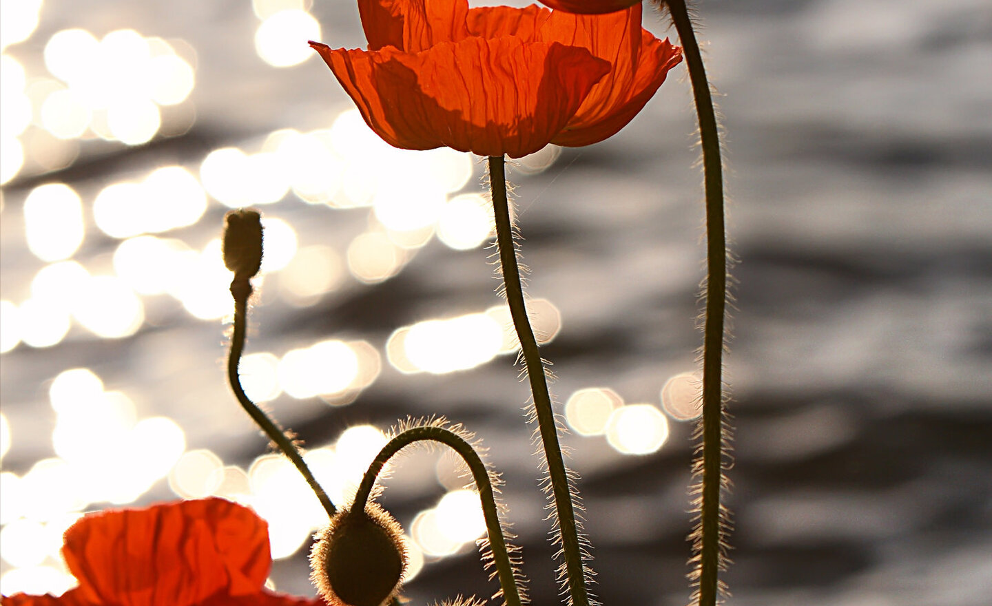 Image of Rememberance in Class 3