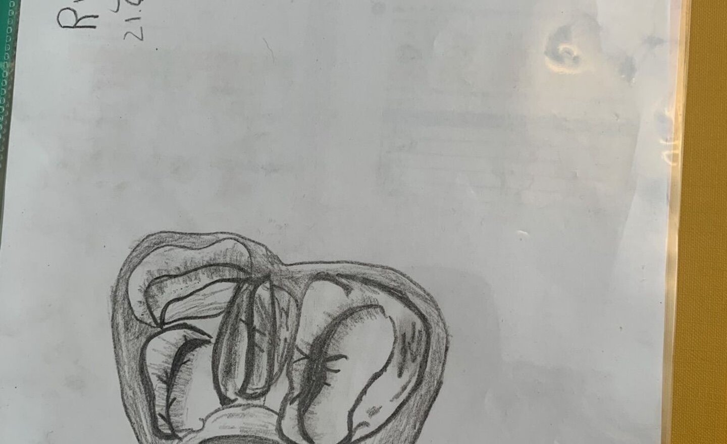 Image of Ryan's Coffee Bean Sketch