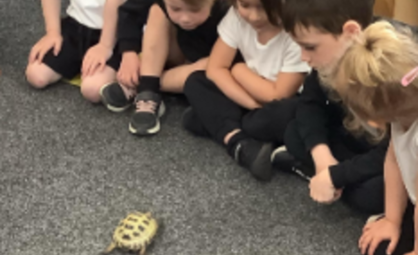 Image of A visit from Frank the turtle!