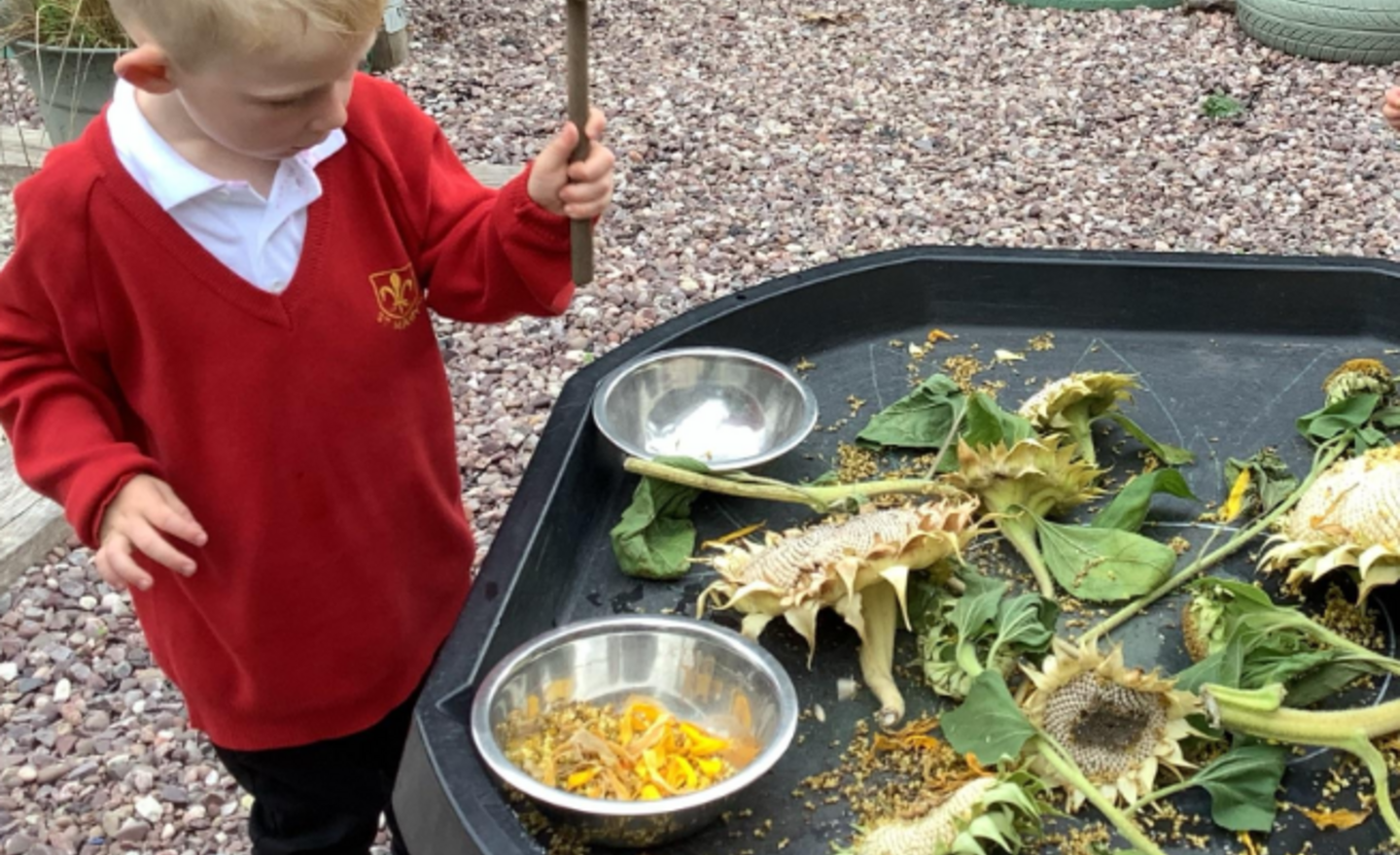 Image of Sunflower fun!