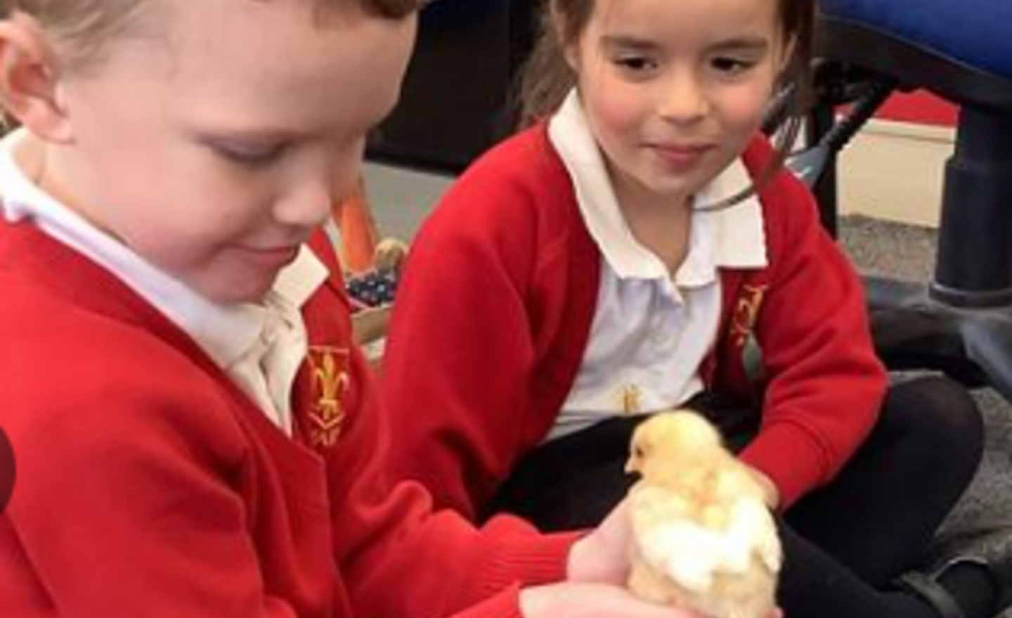 Image of Meeting 9 day old chicks! 