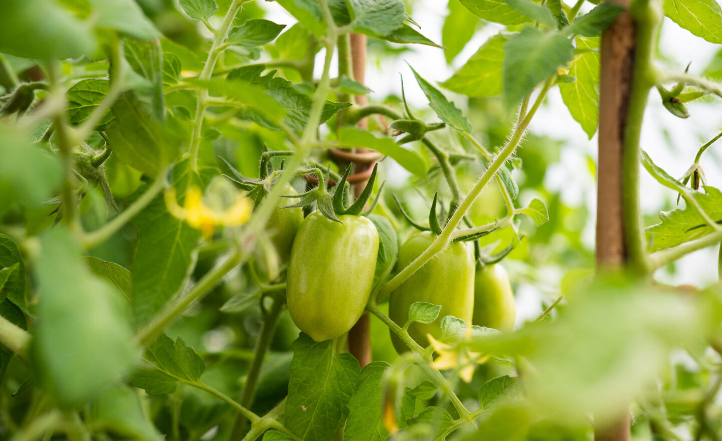 Image of Our tomatoes 