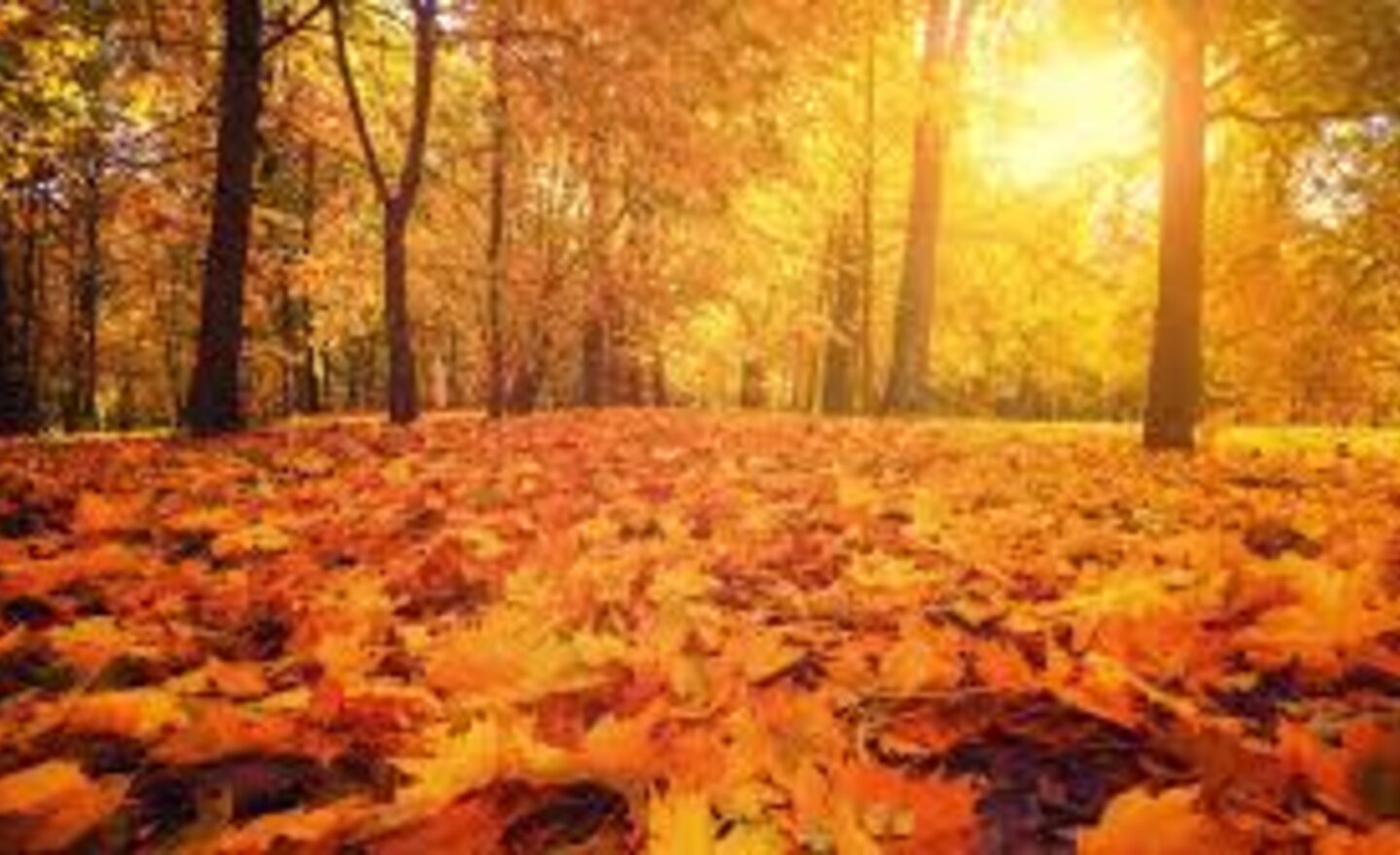 Image of This weeks learning is all about autumn!
