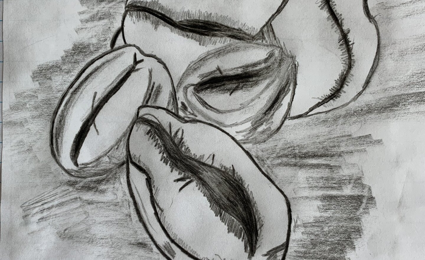 Image of Ava's Coffee Beans Sketch
