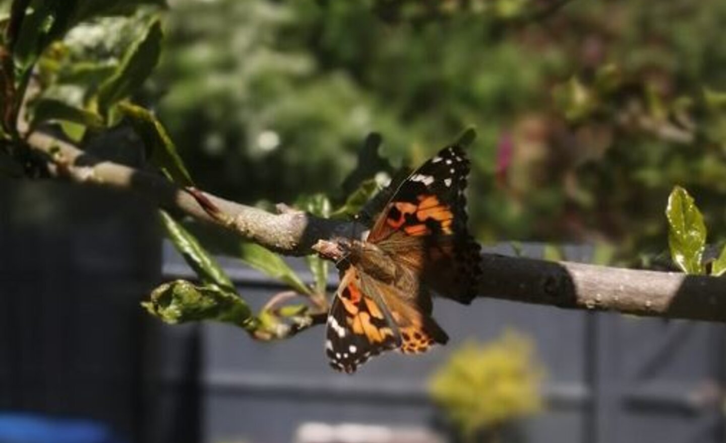 Image of Our butterflies have emerged!