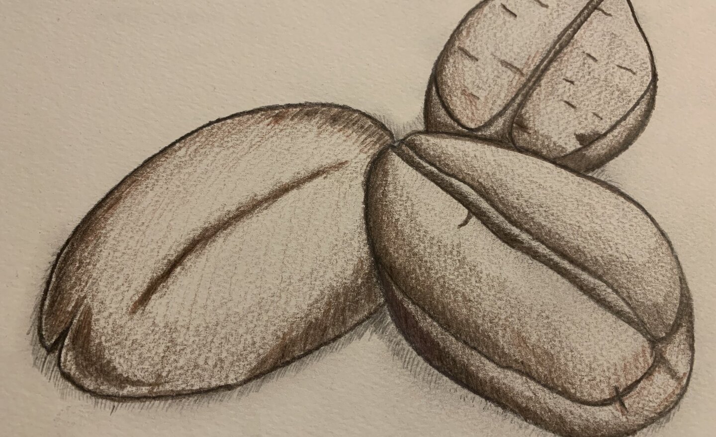 Image of Coffee Beans- Colour