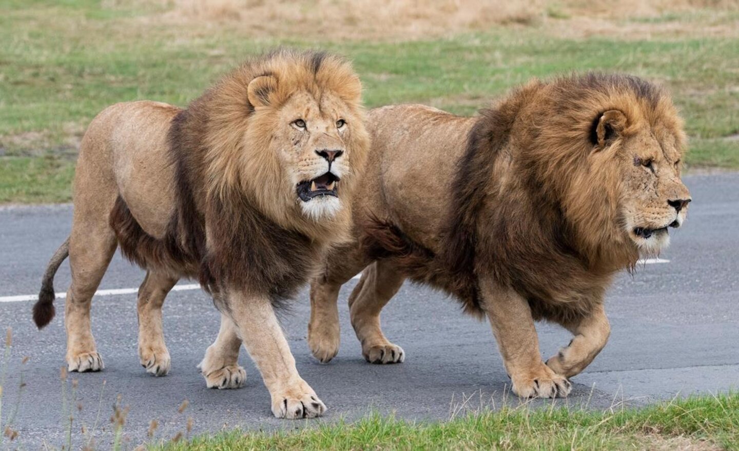 Image of Class 2 Trip to West Midlands Safari Park
