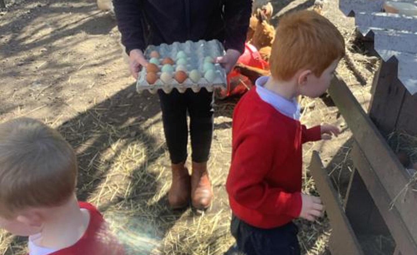 Image of Class 1's Trip to the Farm!