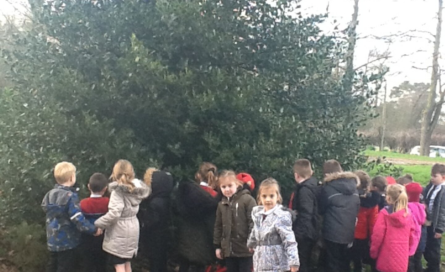 Image of Deciduous or evergreen?