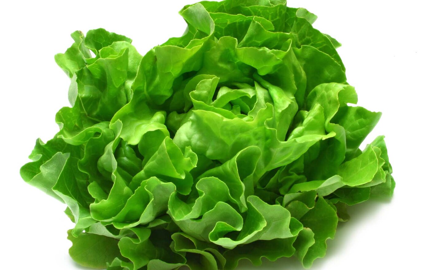 Image of Lettuce