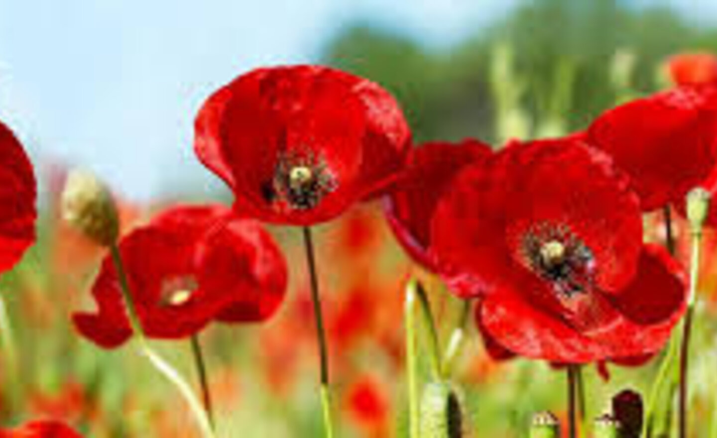 Image of National Memorial Arboretum