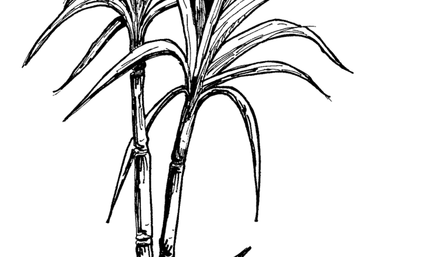Image of Trade Art Lesson Three- Challenge Sugar Cane