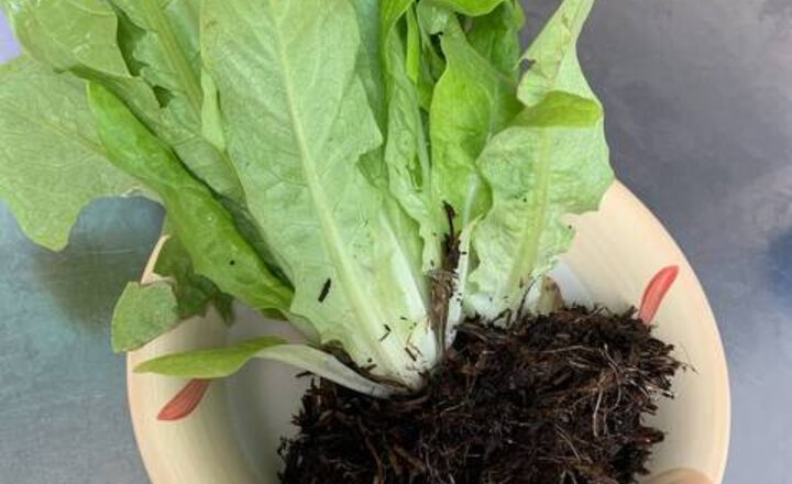 Image of From seed to plate