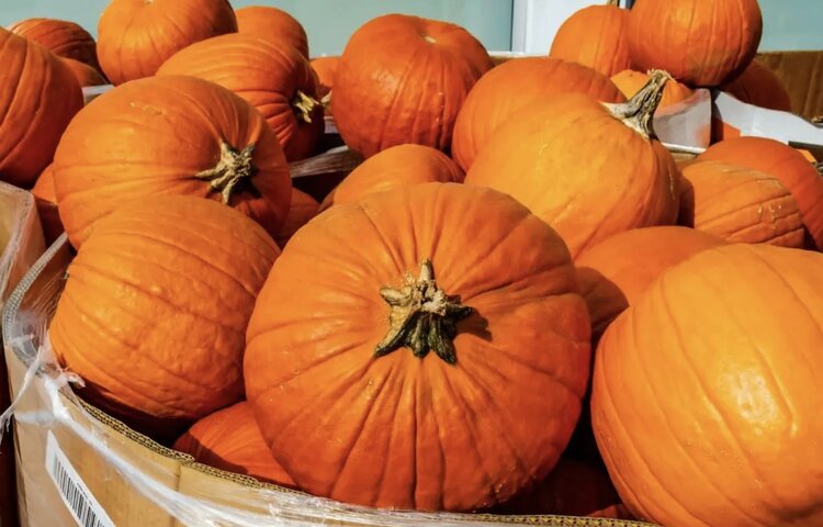 Image of Pumpkin Fun