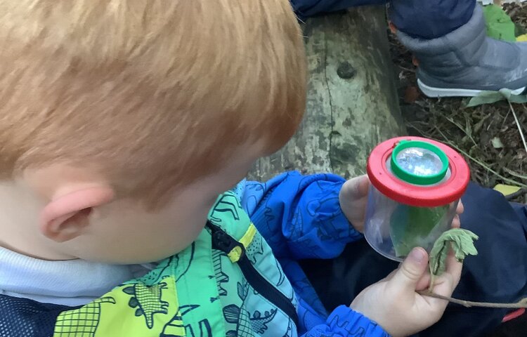 Image of Insect week! We have been finding out about ladybirds.