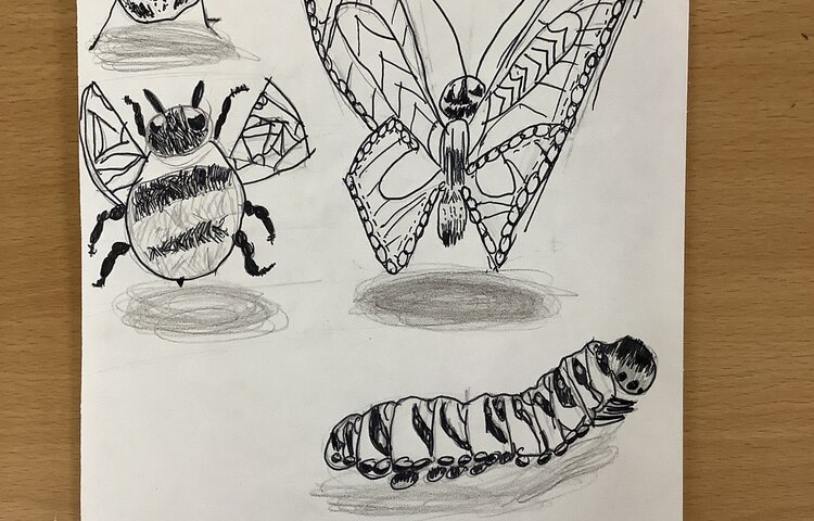 Image of Insect Week