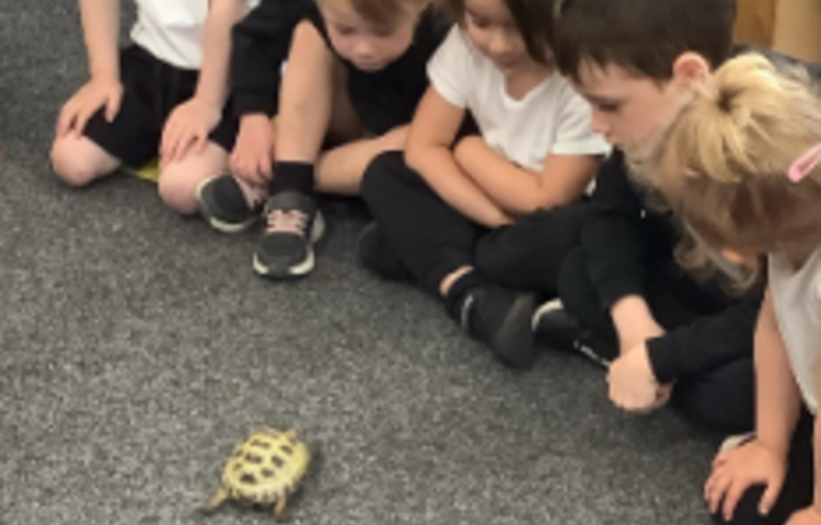 Image of A visit from Frank the turtle!