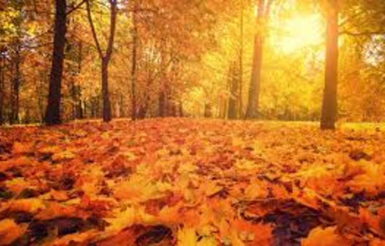 Image of This weeks learning is all about autumn!