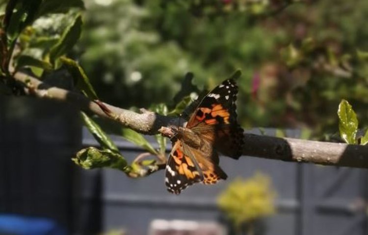 Image of Our butterflies have emerged!