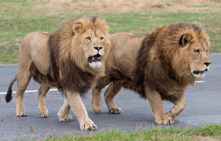 Image of Class 2 Trip to West Midlands Safari Park