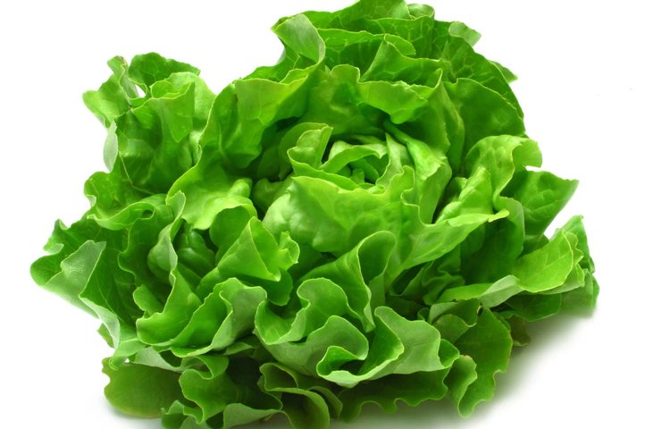 Image of Lettuce