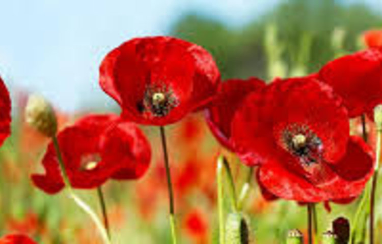 Image of National Memorial Arboretum