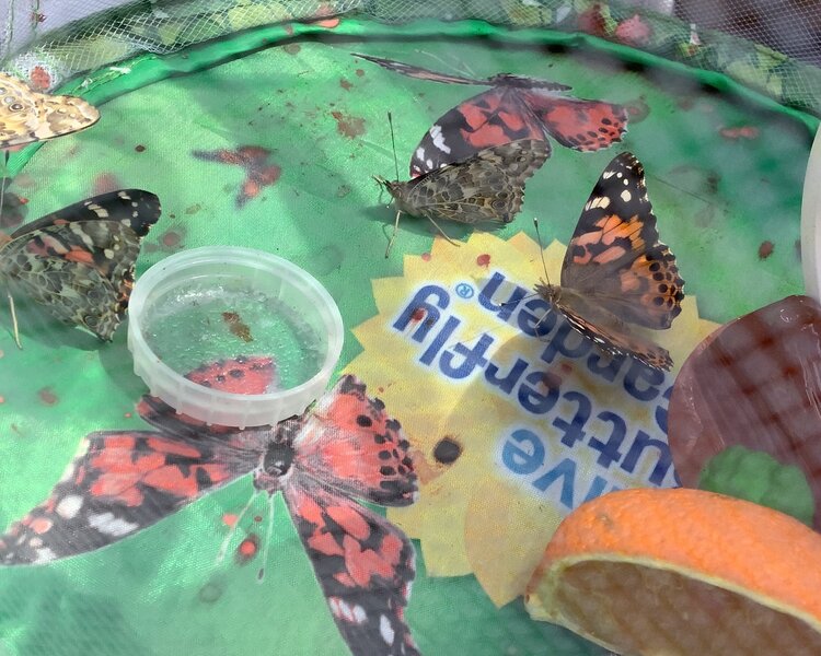 Image of Butterflies