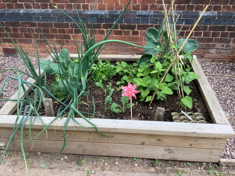 Image of Gardening fun in the sun!