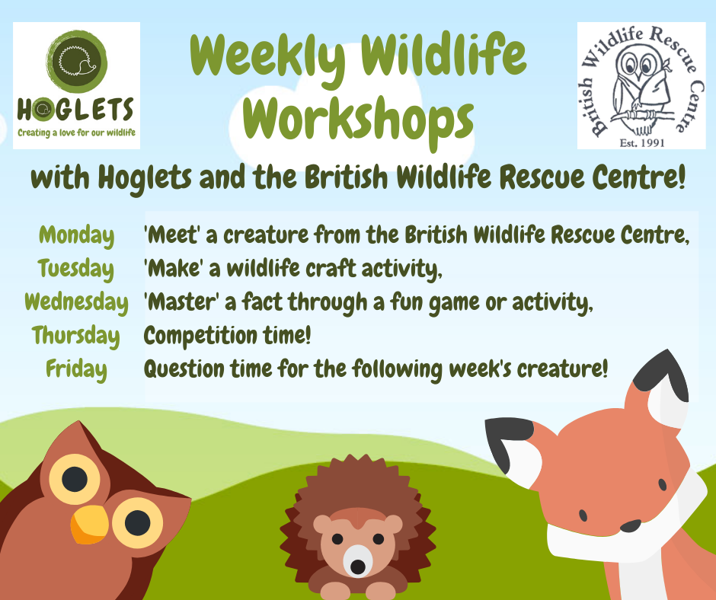 Image of Hoglets weekly wildlife workshops!