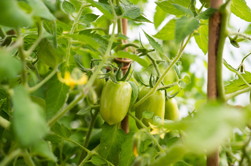 Image of Our tomatoes 