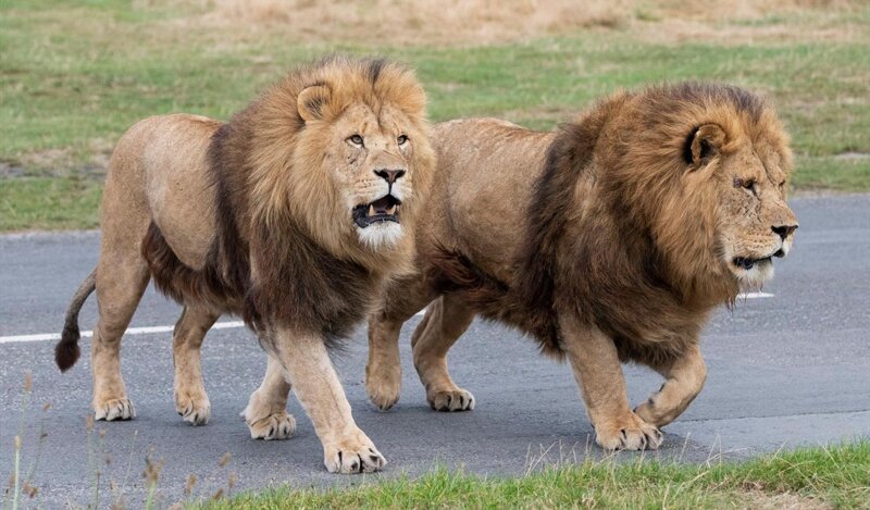 Image of Class 2 Trip to West Midlands Safari Park