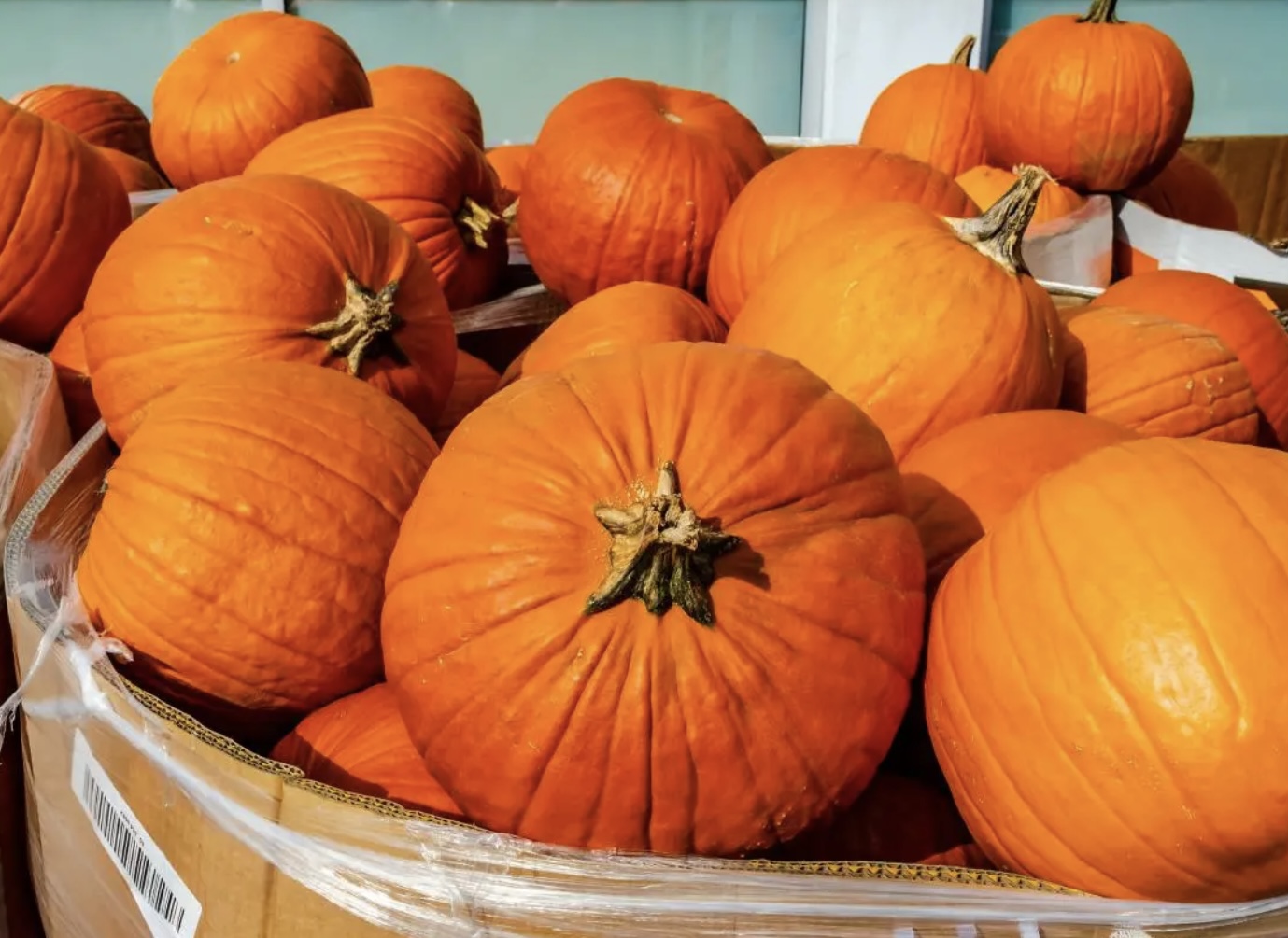 Image of Pumpkin Fun