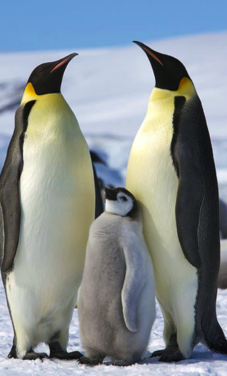 Image of Penguins