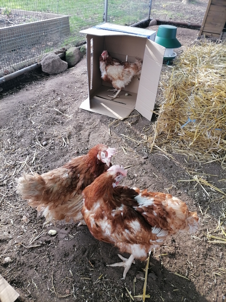 Image of Our chickens are doing really well