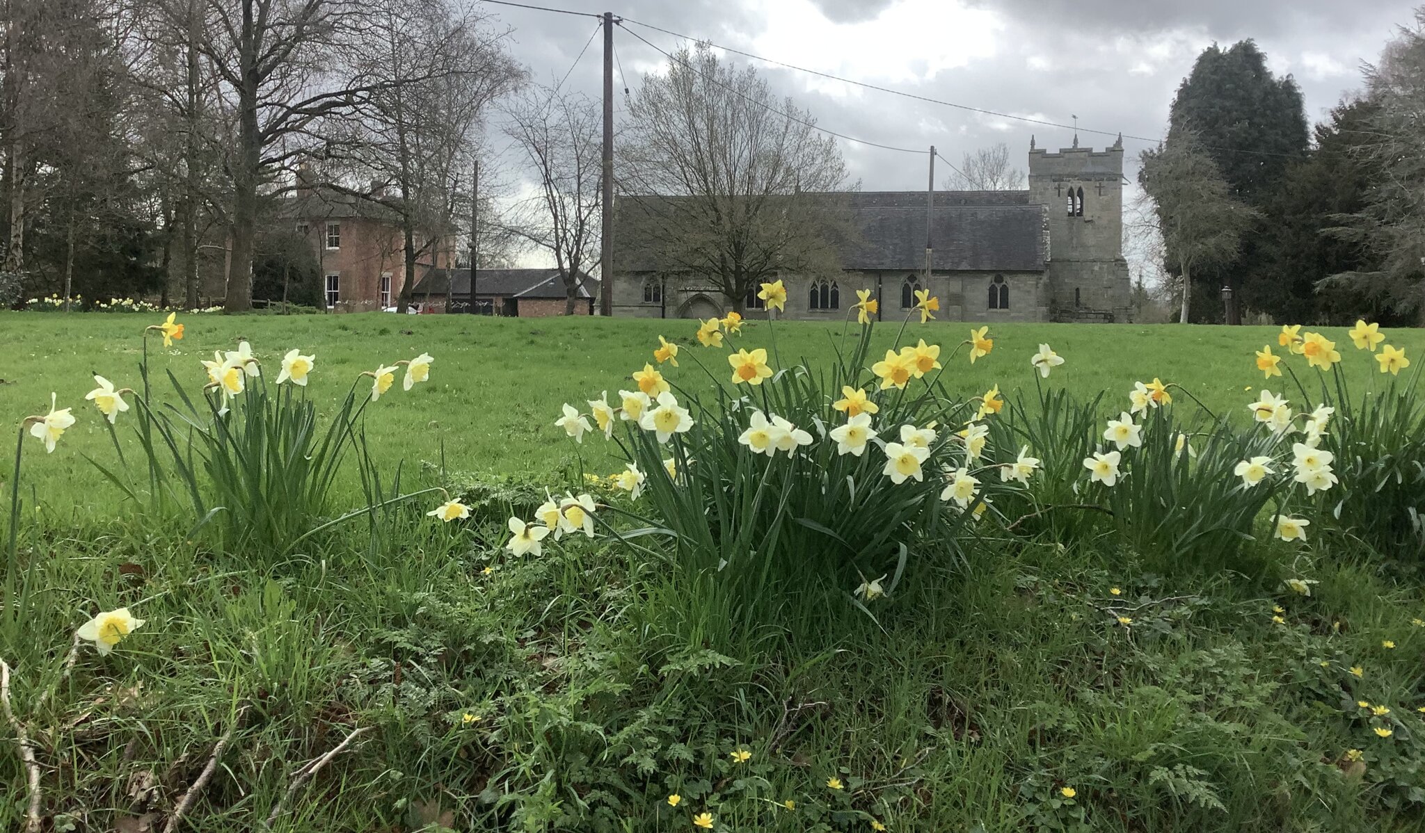 Image of Daffodils 