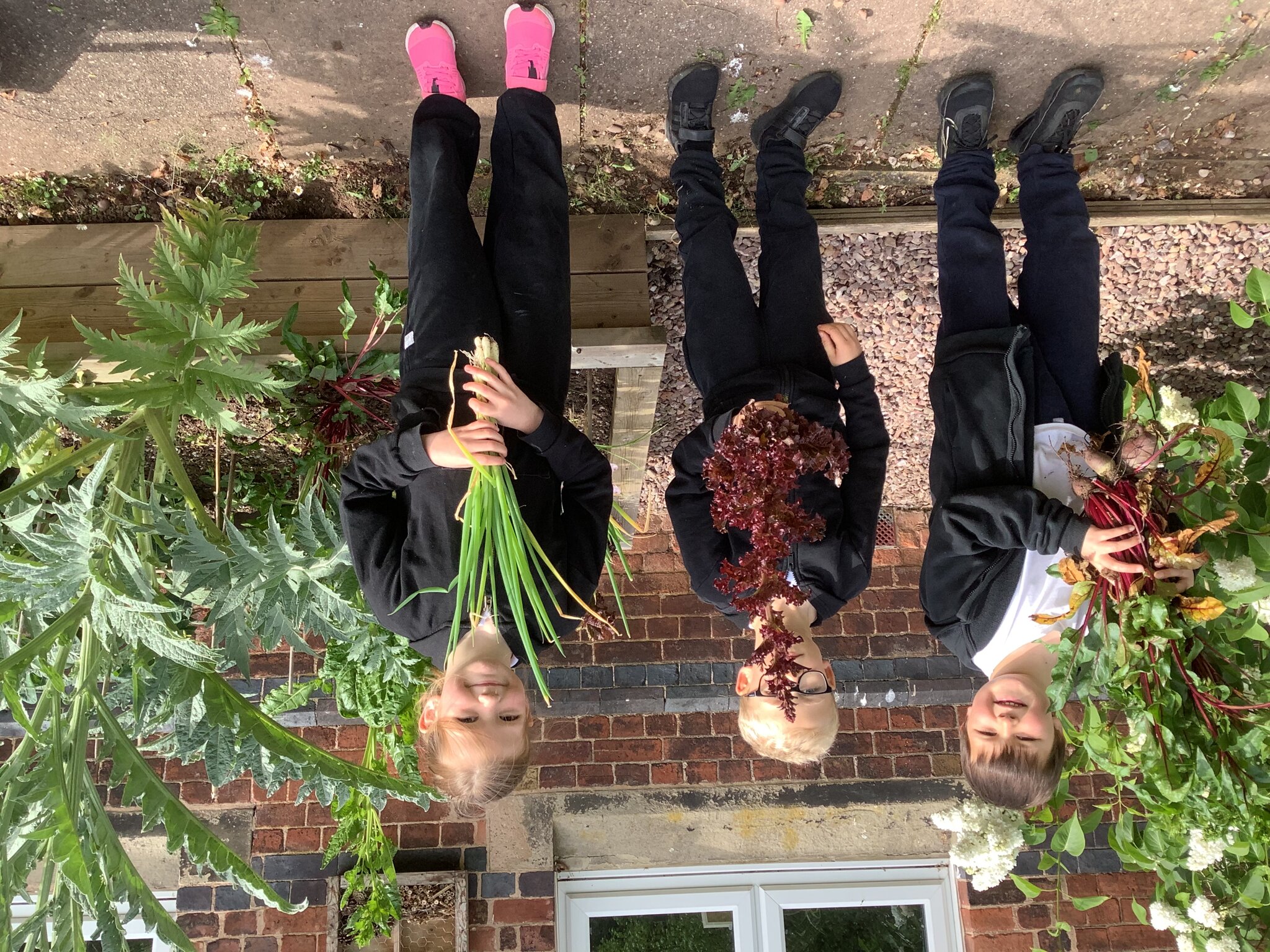 Image of Harvesting herbs and veg