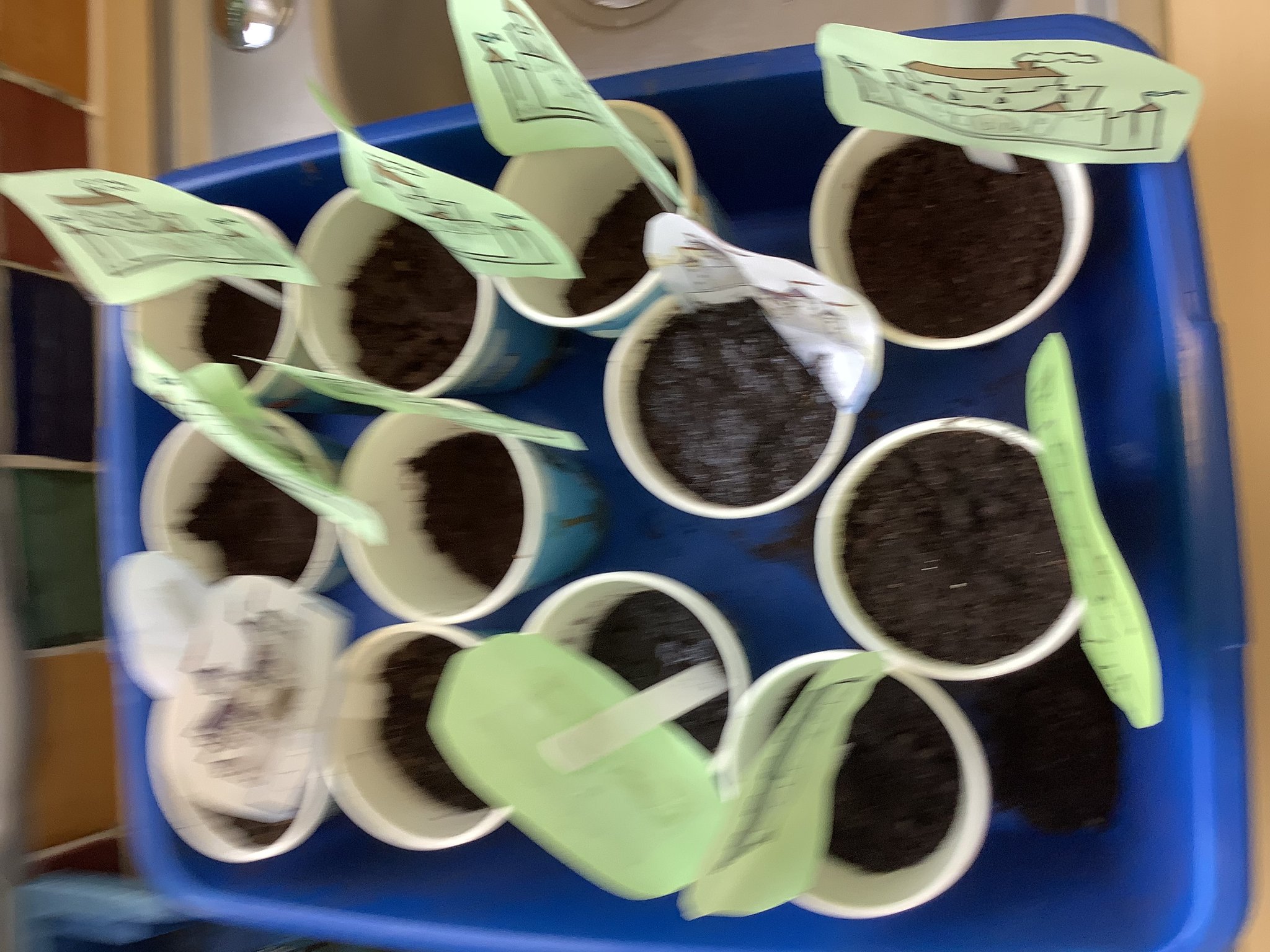 Image of Planting and caring for seeds! 