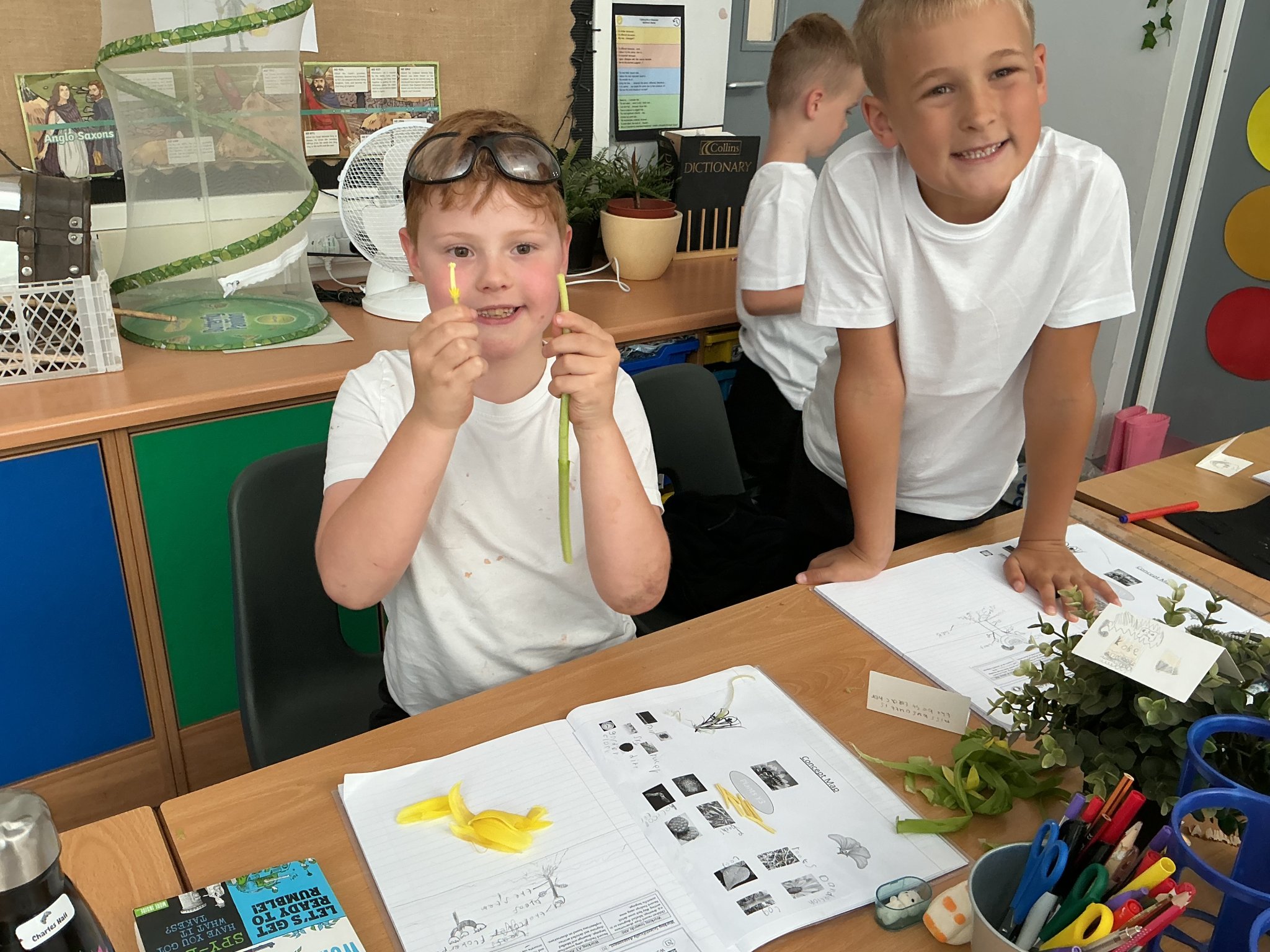 Image of Dissecting plants 